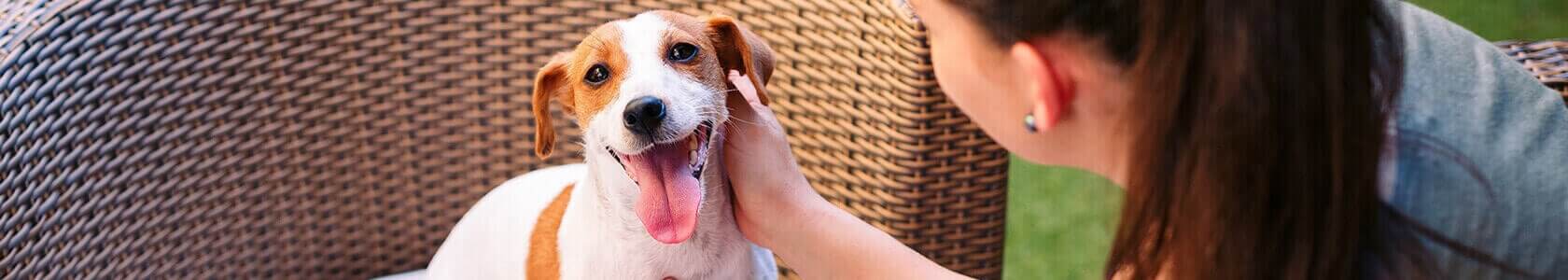 Worms in Dogs: Diagnosis, Prevention, and Treatments